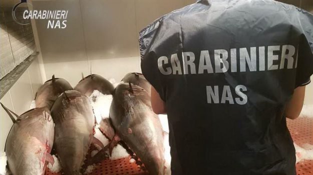 Allerta tonno rosso scattano i controlli, Nas sequestrano oltre 14 quintali di pesce in Sicilia