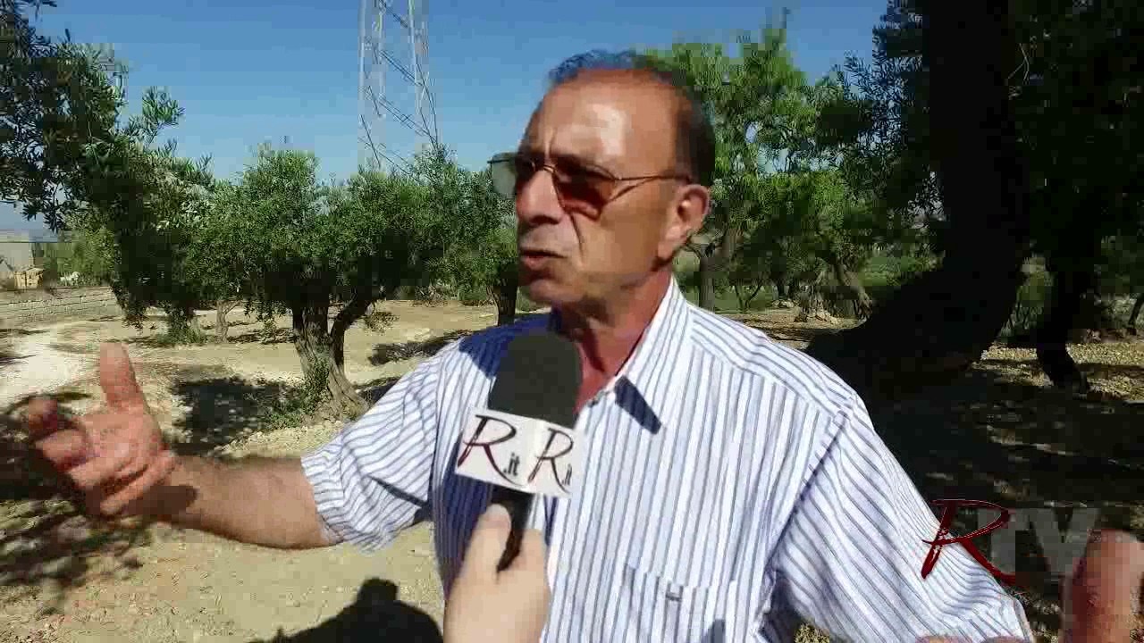 Danni dal maltempo di stanotte nelle campagne di Sciacca, il Copagri: "Gravi conseguenze a uliveti e vigneti"