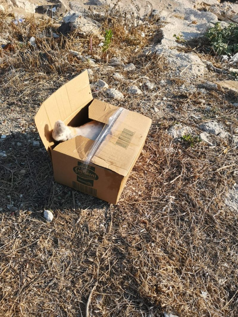 La carcassa di un gatto abbandonata questa sera a pochi metri dall'Ufficio Circondariale Marittimo di Sciacca