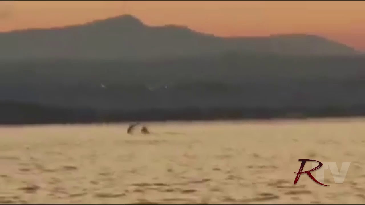 Delfini affiancano un'imbarcazione a Porto Palo, il video spopola sul web