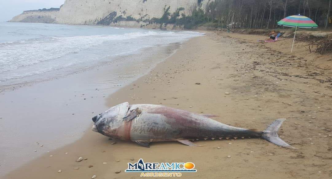 Esemplare di tonno rosso da 200 chili spiaggiato a Eraclea Minoa