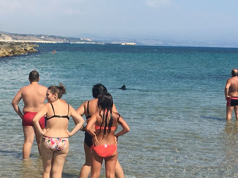 Allarme squalo alla Tonnara, il Circomare interviene con una motovedetta e raccomanda di non spingersi al largo