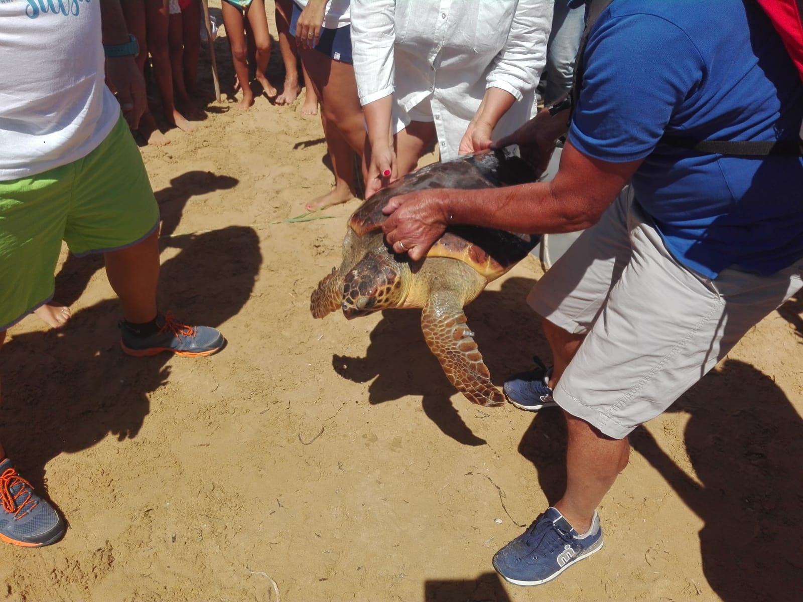 Tartaday sulla spiaggia di Punta Grande, liberata un esemplare di Caretta caretta