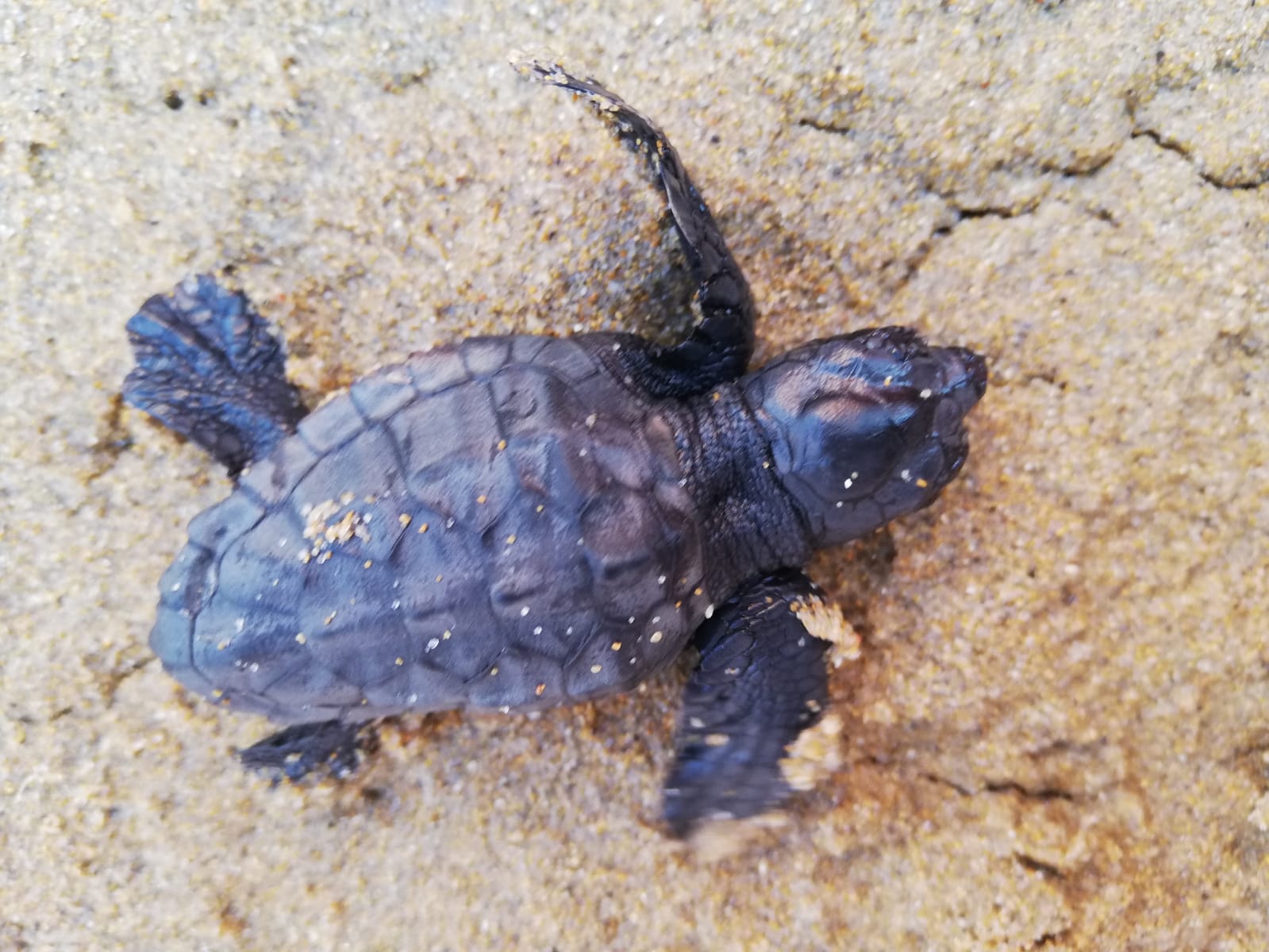 Caretta caretta appena nata sulla spiaggia "La Quiete": soccorsa e restituita al mare da alcuni volontari