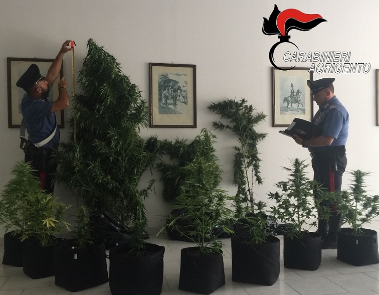 Canapa indiana nel giardino di casa, scatta un arresto