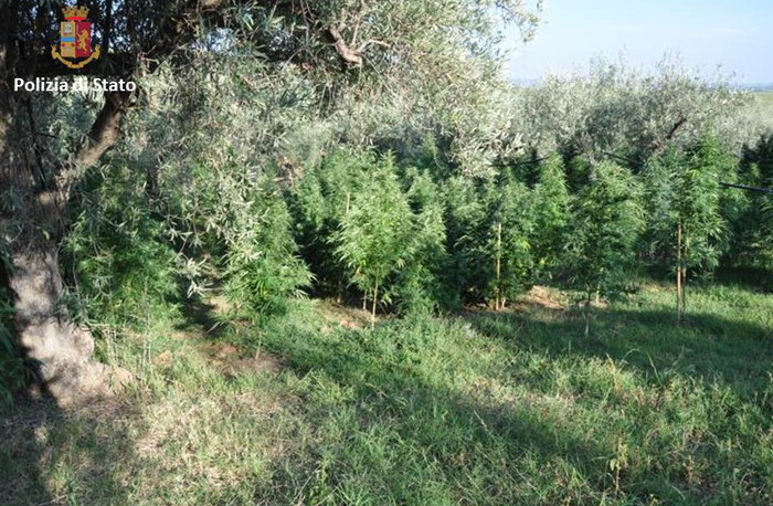 Enna. Sequestrata maxi piantagione di marijuana