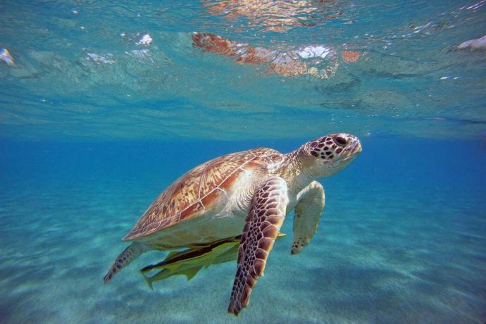 Riapre il Centro di Recupero della Fauna Selvatica a Cattolica Eraclea