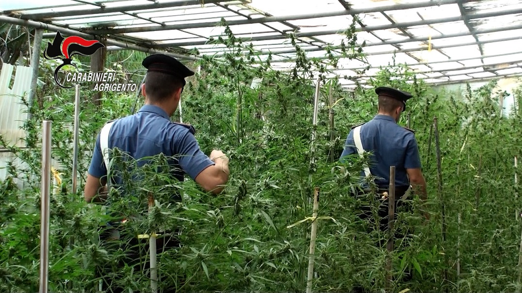 La piantagione sequestrata a Ribera, la Procura della Repubblica di Sciacca chiede il carcere per Calogero Sarullo e i domiciliari per la moglie