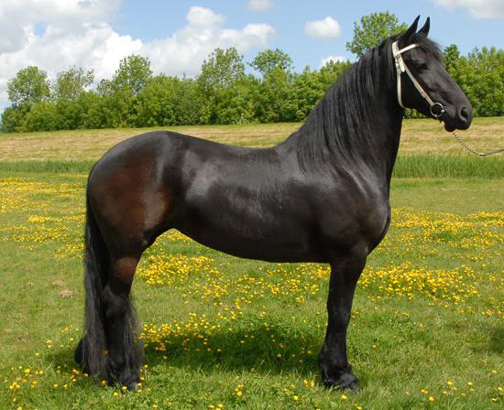 Muore il padrone, cavallo rende omaggio al funerale