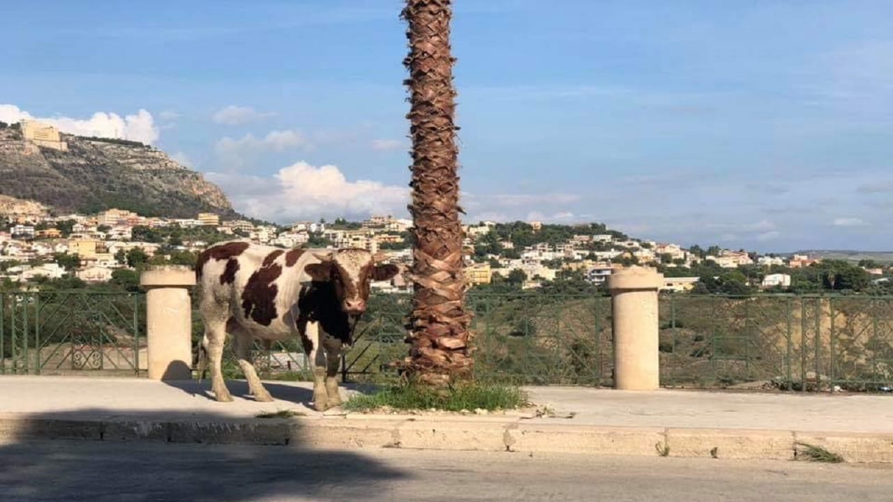 Terme sempre chiuse a Sciacca, ma sul viale arrivano le mucche
