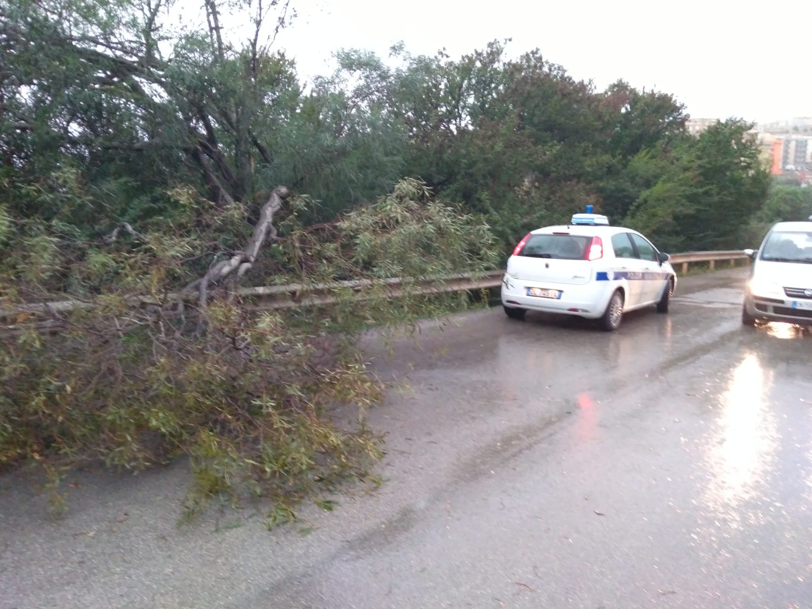 Nubifragio su Sciacca, cade albero in via Ghezzi