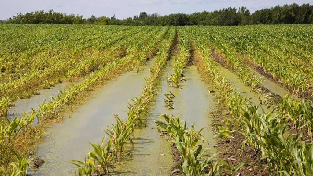 Danni in agricoltura, entro 7 giorni le segnalazioni da parte delle aziende di Sciacca, Menfi e Ribera