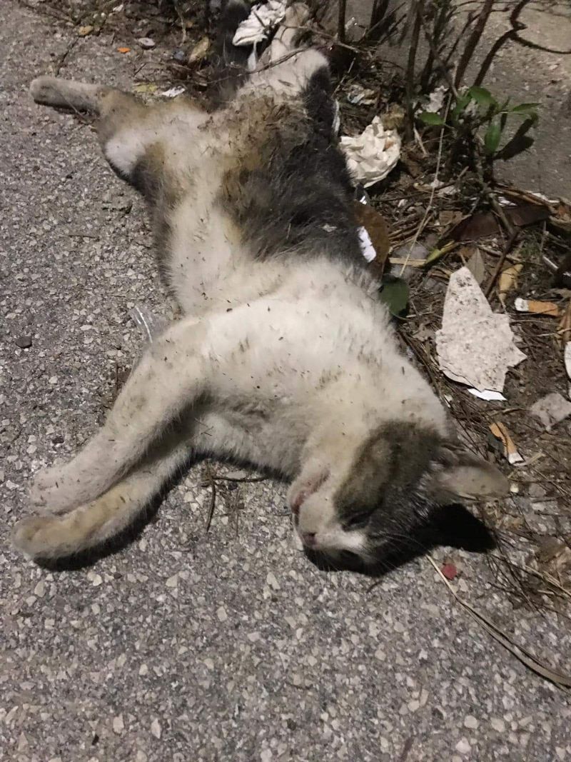 Nella contrada Perriera di Sciacca i cani randagi adesso aggrediscono anche altri animali