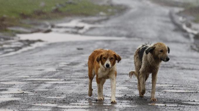 Aggredito da sette cani randagi in pieno centro a Licata, paura per un impiegato comunale