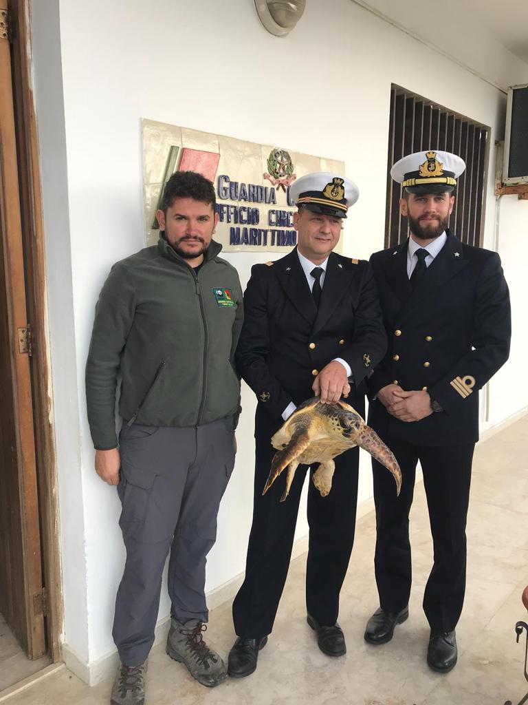 Tartaruga Caretta caretta ferita sulla spiaggia di Capo San Marco