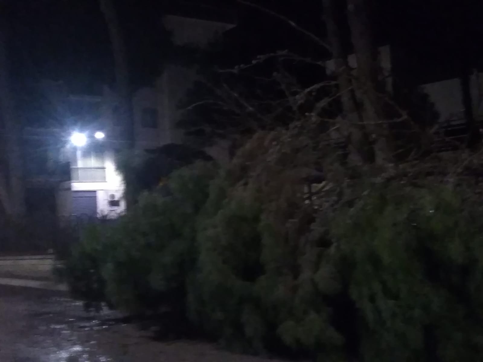 Raffiche di vento su Sciacca, cade grosso pino in via Giotto