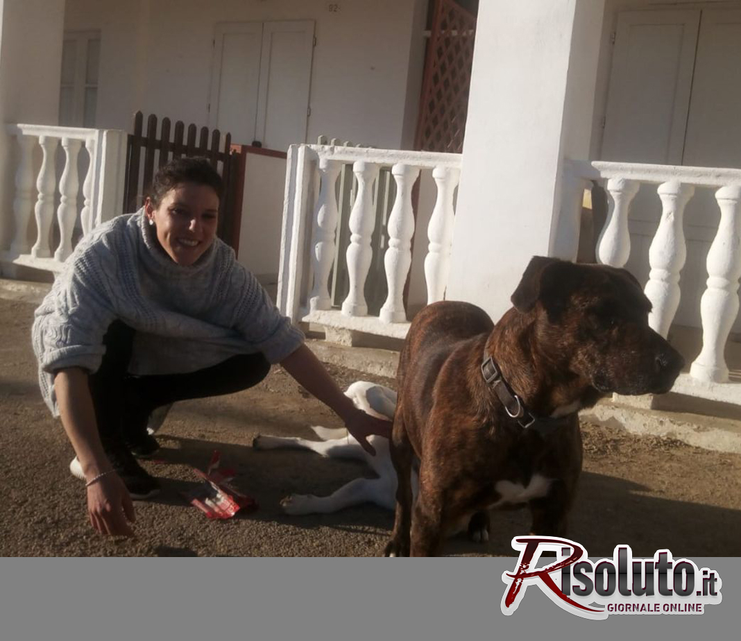 Grazie a Simona Venezia in contrada Foggia ci sono i cani di quartiere e altri randagi non si avvicinano
