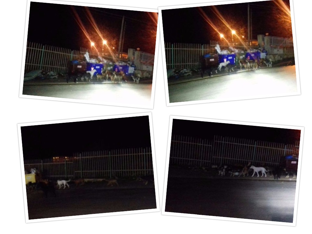 Branco di cani e "Branco" di cassonetti stracolmi in via Lioni, a Sciacca, a pochi passi dall'ospedale