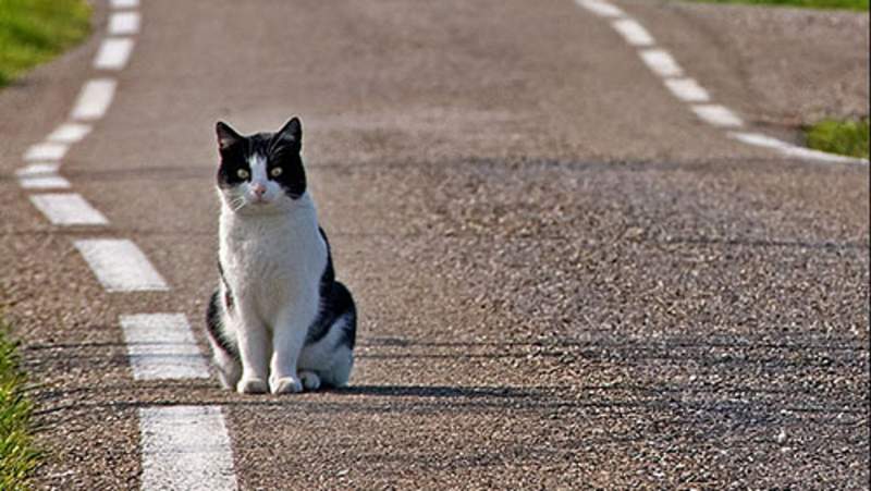 Mancano solo gli ultimi accertamenti per stabilire che ad uccidere i 17 gatti in via Cappucci è stato un composto chimico velenoso usato come fitofarmaco contro le lumache