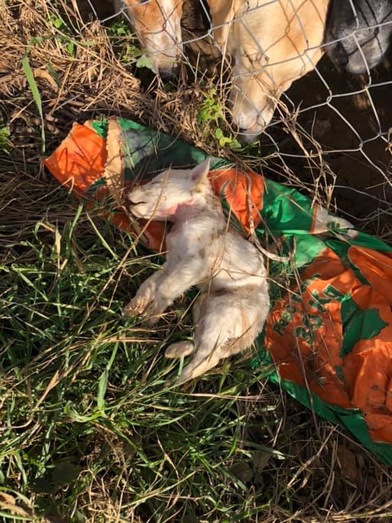 Cane lanciato da un'auto in corsa a Santa Margherita Belice, muore davanti al rifugio