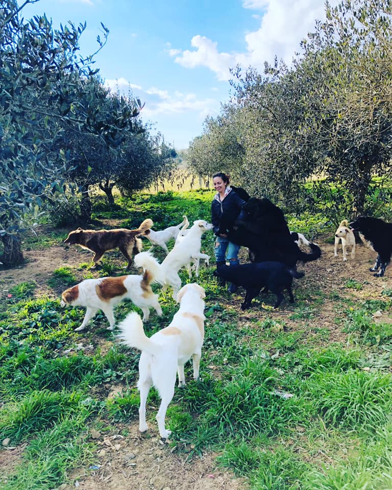Primo anniversario della strage di cani a Muciare, Chiara Calasanzio: "Quante promesse di adozioni svanite"
