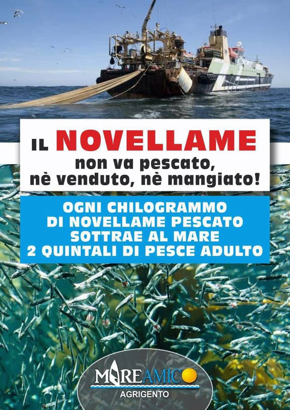 Pesca del novellame, la Guardia Costiera sempre in azione anche a Sciacca e Mareamico avvia una nuova campagna  per contrastarla