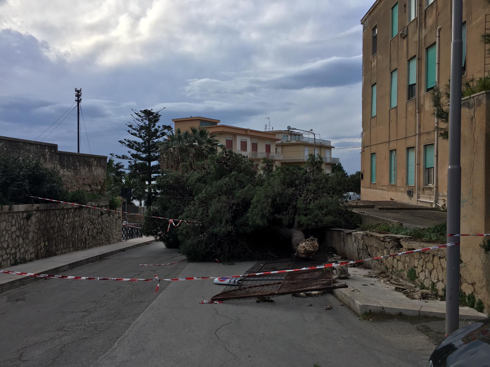 Vento sradica un albero in via Cusmano a Sciacca, interrotto il transito
