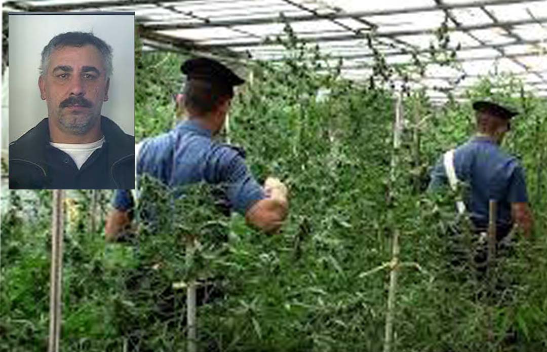 La maxi piantagione di marijuana scoperta a Ribera dai carabinieri, Sarullo condannato a 4 anni e 6 mesi di reclusione