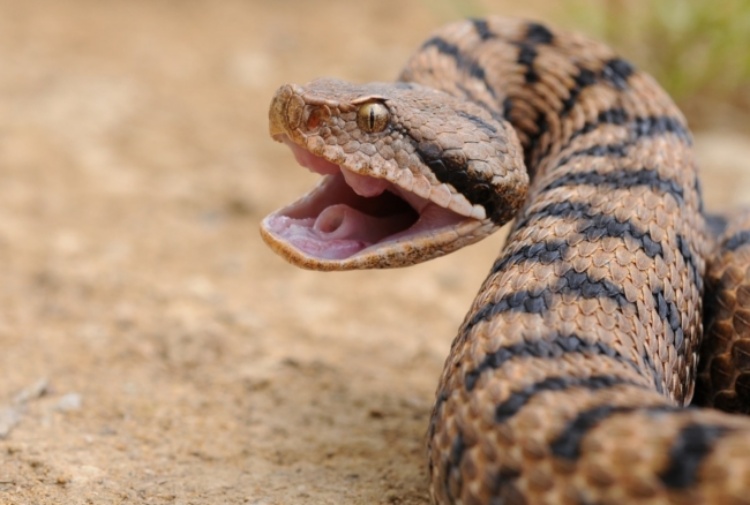 Morso da una vipera mentre raccoglie asparagi: grave uomo di 64 anni
