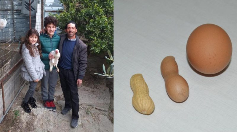 Cattolica Eraclea: la gallina cova un uovo a forma di arachide