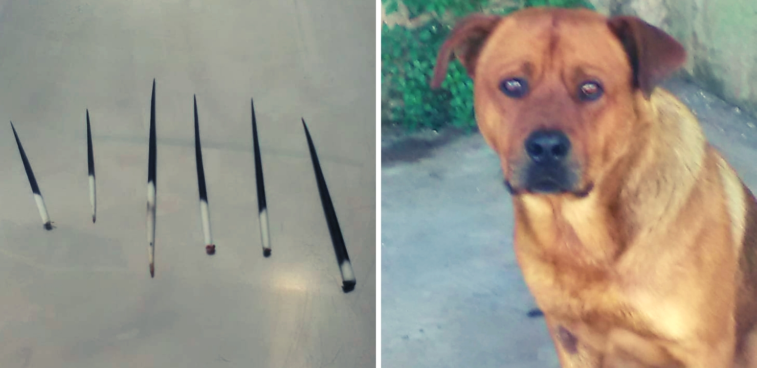 Attaccato da un istrice, ferito un cane randagio nella contrada Perriera di Sciacca