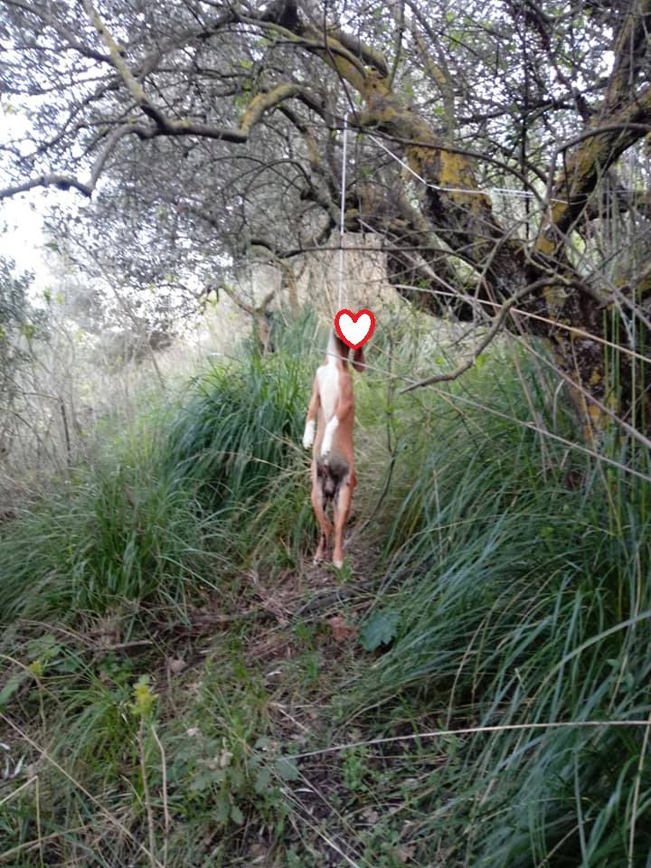 Cagnolino impiccato ad un albero a Cammarata, indagini in corso