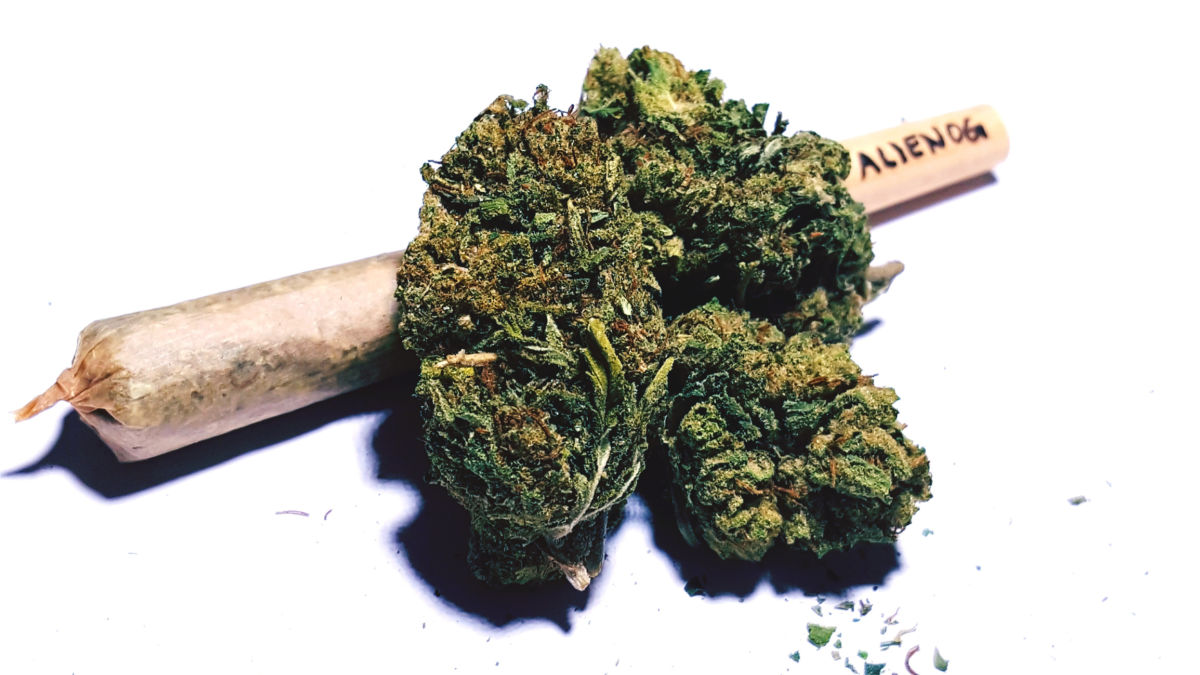 Sequestrati ad Acate, in provincia di Ragusa, 770 chili di marijuana: quattro arresti