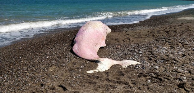 Palermo: plastica nello stomaco di un capodoglio trovato morto in spiaggia, Greenpeace lancia l'allarme