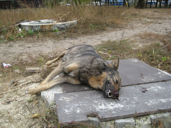 Sei cani avvelenati a Cianciana: taglia da 5 mila euro per chi trova il responsabile dell'eccidio