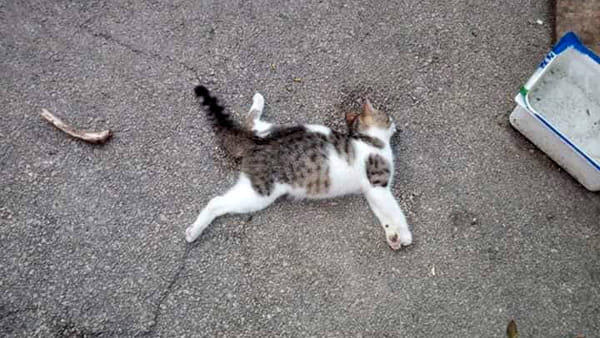 Canicattì: uccide un gattino per mangiarlo: 50enne denunciato alla Procura di Agrigento