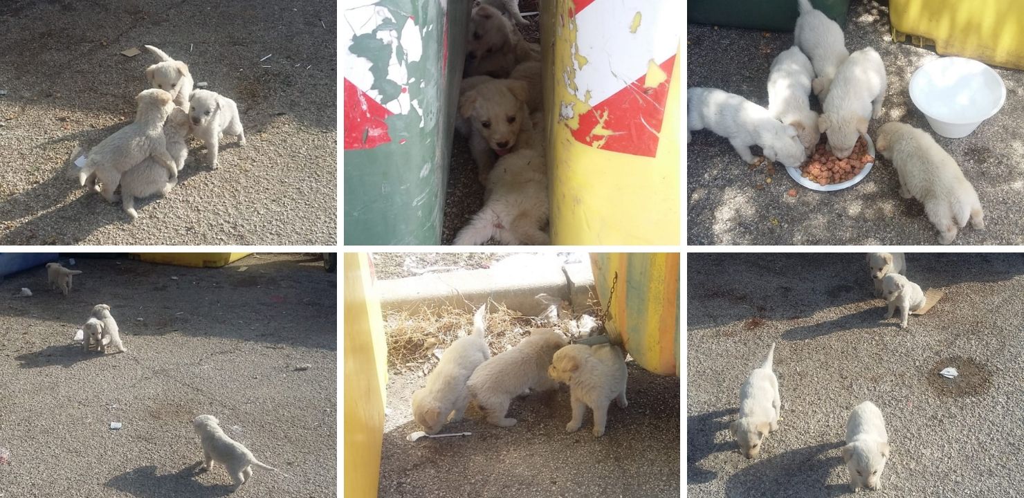 Randagismo a Sciacca, aumentano gli abbandoni di cuccioli e crolla il numero delle sterilizzazioni