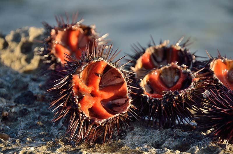 Pesca di ricci di mare in periodo vietato a Porto Palo, Guardia Costiera multa il trasgressore
