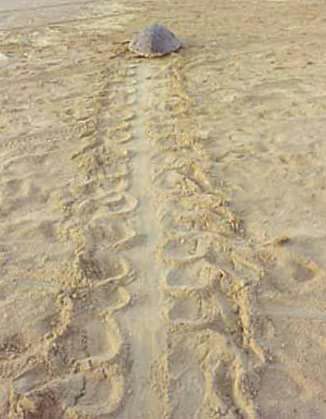 Primo nido di tartaruga Caretta caretta in Sicilia sulla spiaggia di Pietre Cadute a Siculiana Marina