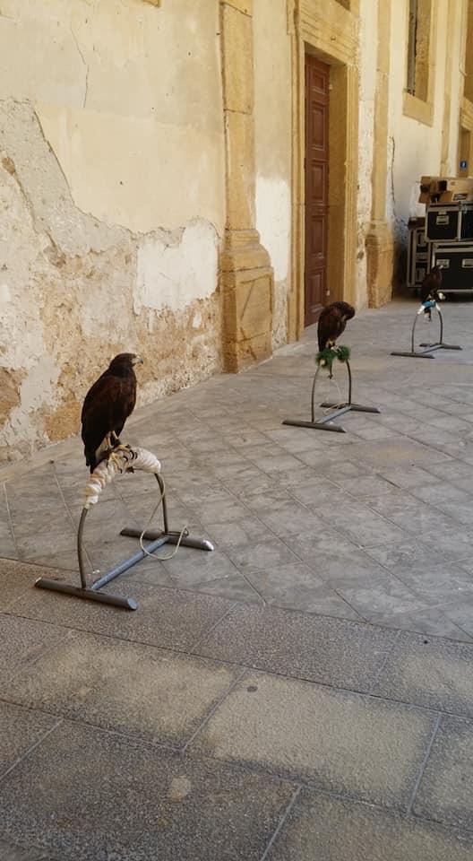 I falchi per tenere "pulito", anche tre rapaci per l'evento D&G a Sciacca