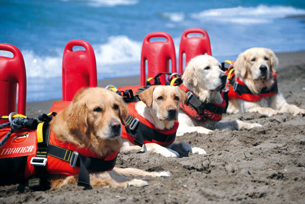 Palermo, arrivano a Mondello i “cani-bagnino”