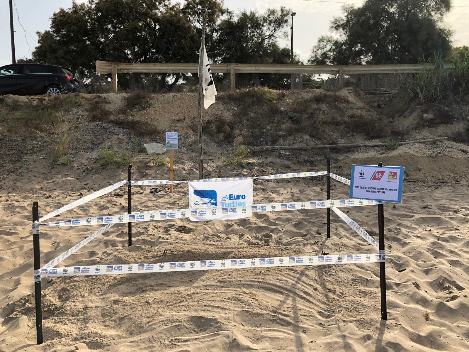 Sciacca, tartaruga Caretta caretta nidifica sulla spiaggia di Capo San Marco