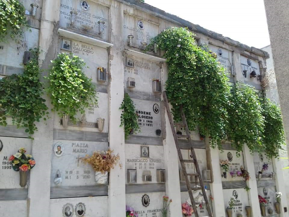Ancora degrado al cimitero, tra le lapidi spuntano i capperi