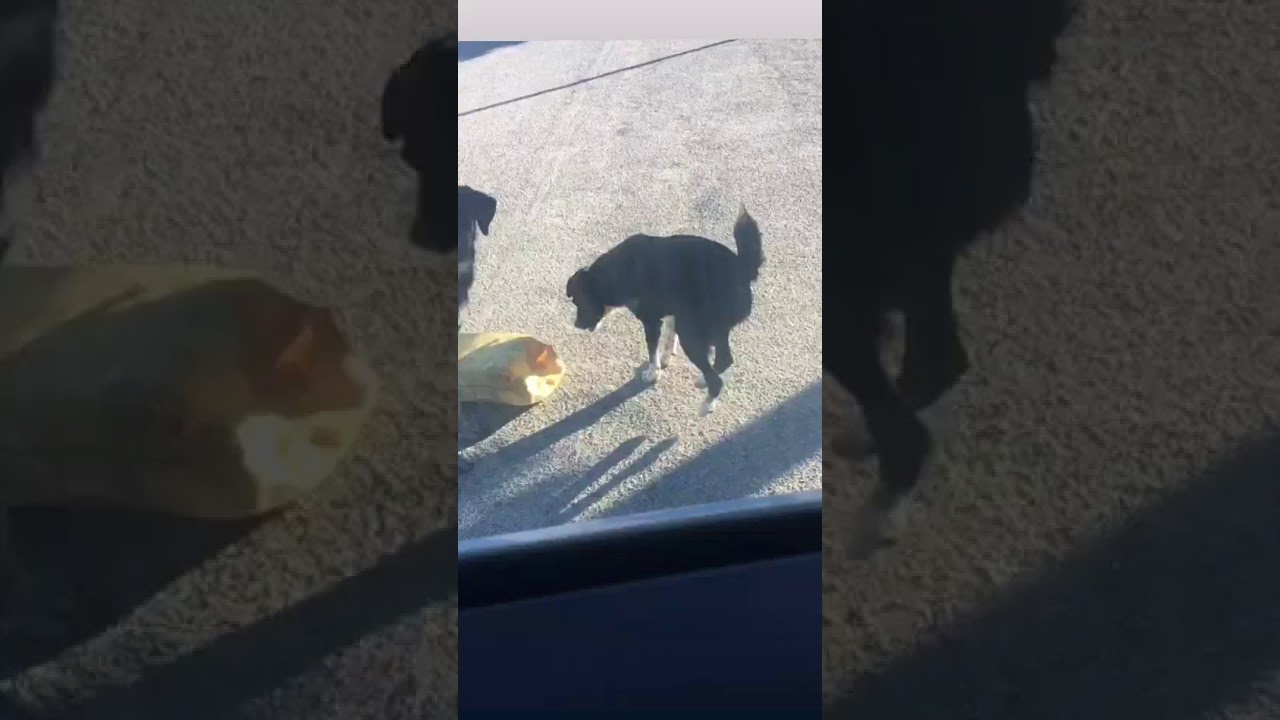 Randagismo nel parcheggio del cimitero di Sciacca, cittadini rinunciano alle visite ai propri cari per paura