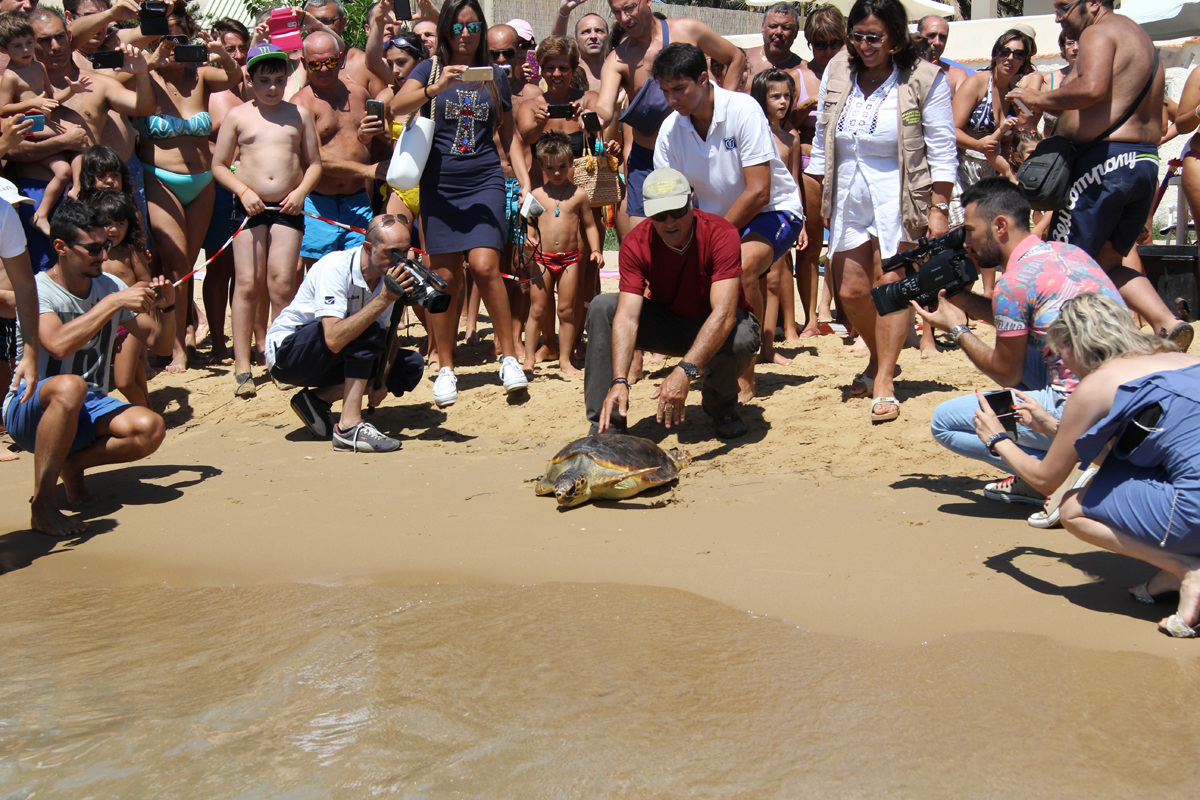 Tartaday, il 9 agosto liberazione di una Caretta caretta sulla spiaggia di San Leone