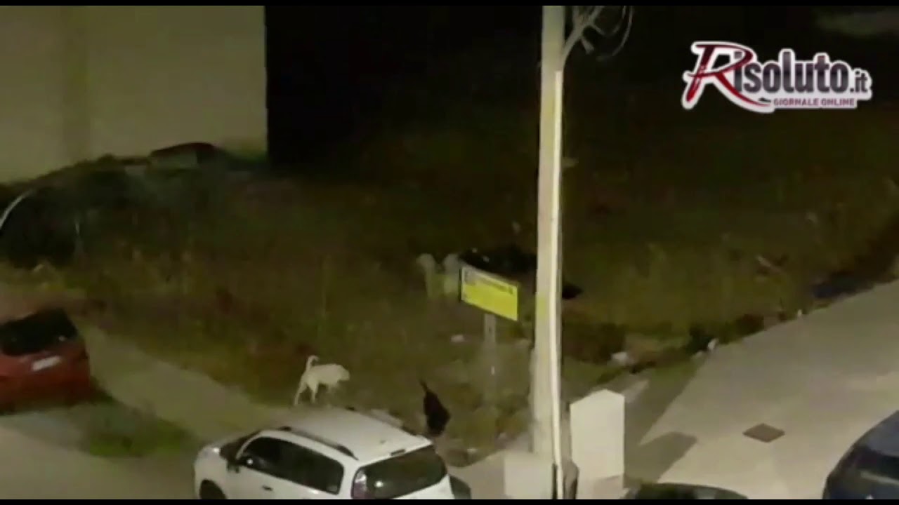 Randagismo a Sciacca, ecco il video del branco che spaventa contrada Ferraro