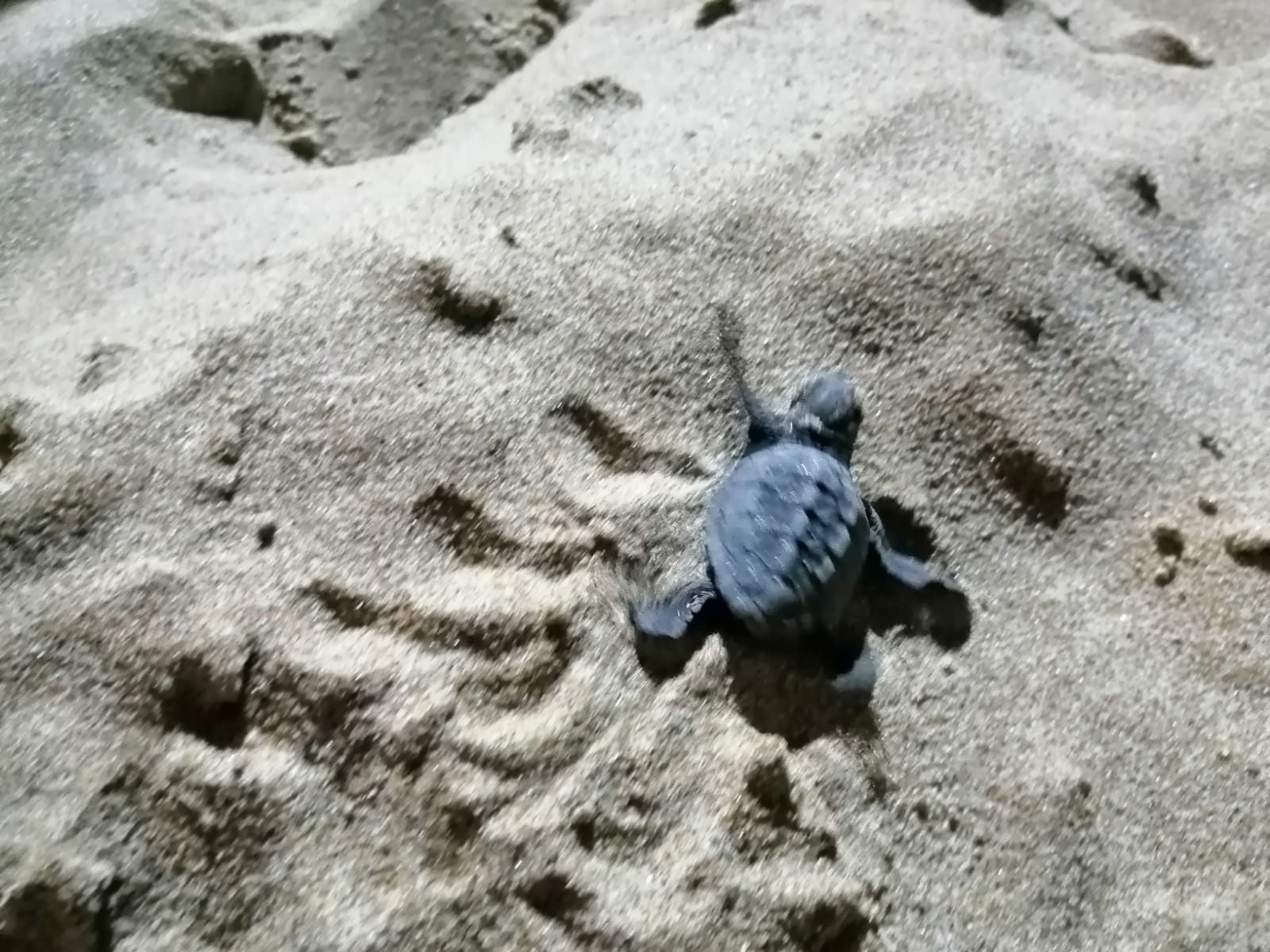 Sciacca, nati i primi piccoli di tartaruga marina sulla spiaggia di Capo San Marco (video)