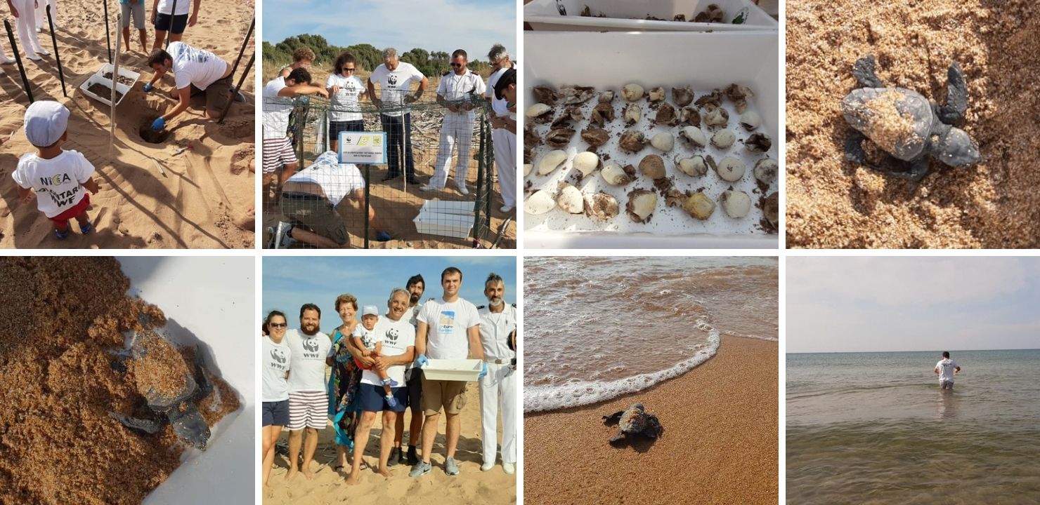 Nido di Caretta caretta a Selinunte, nascono 82 piccole tartarughe marine