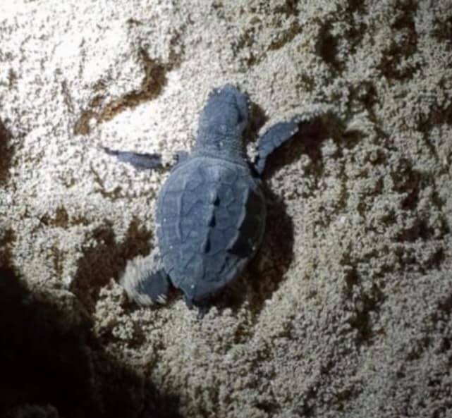 Decine di tartarughe "Caretta caretta" ieri sera a Lido Fiori di Menfi