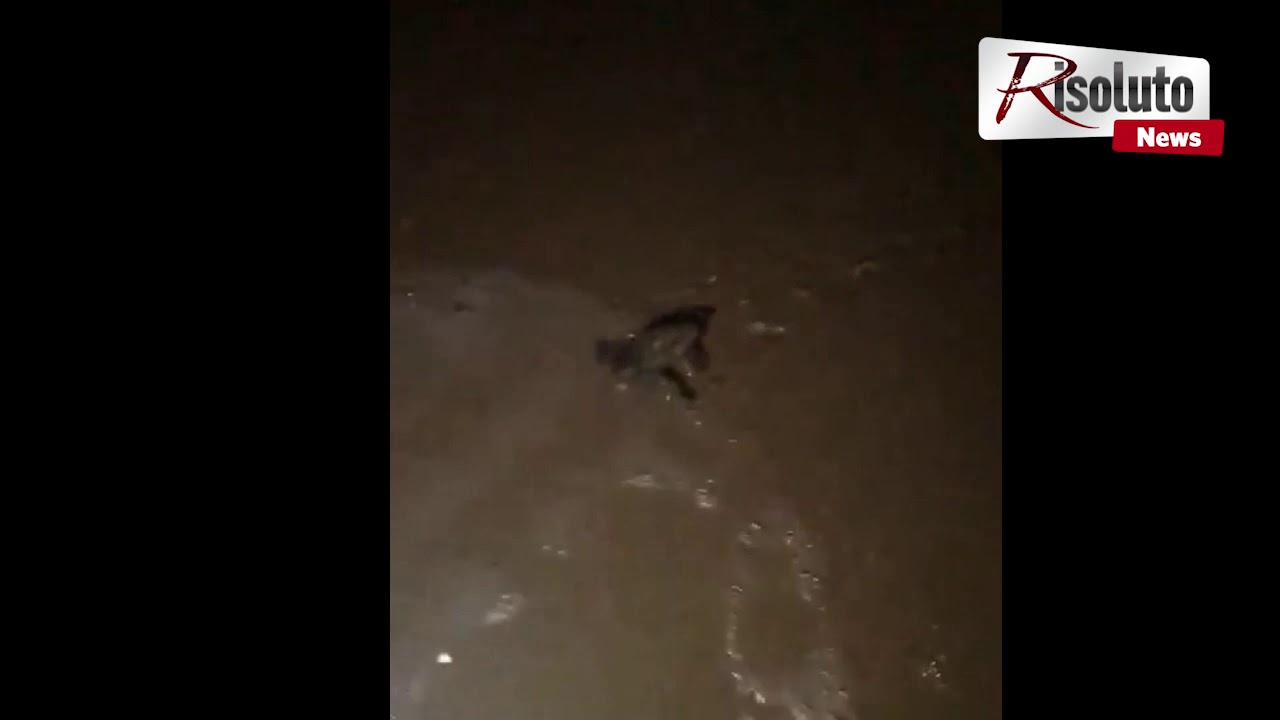 Lido Fiori, nuova schiusa nella notte, nate altre tre tartarughine (video)